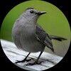 catbird_closet